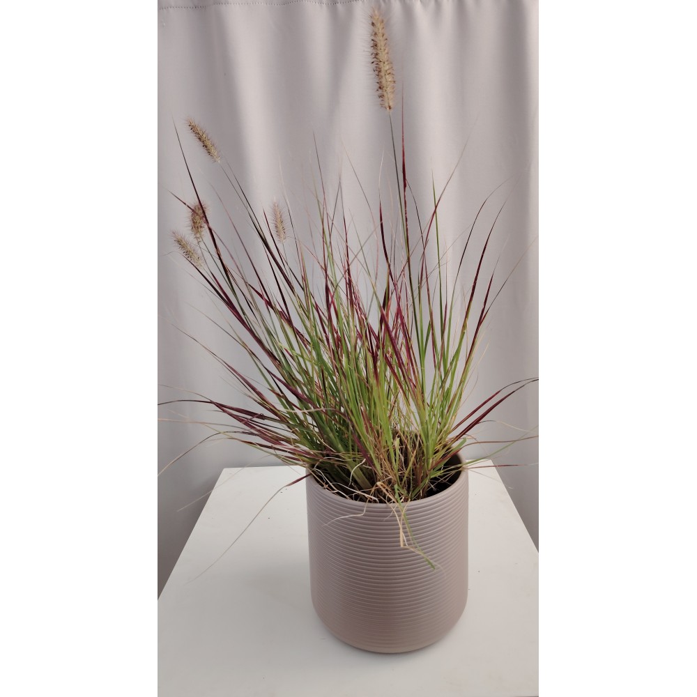 Ακορους (Acorous gramineus)