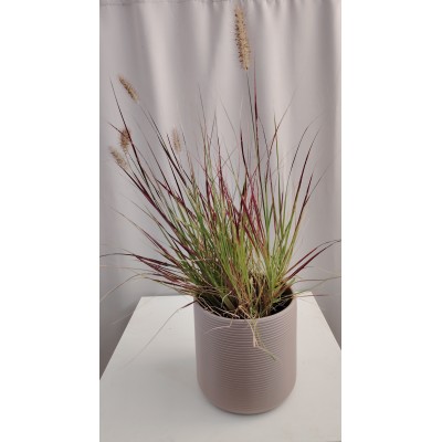 Ακορους (Acorous gramineus)