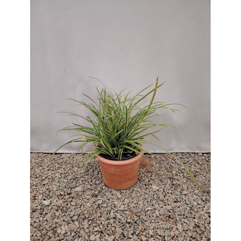 Καρεξ (Carex morrowii ‘Ice Dance’) Φυτά ανθεκτικά στην ημισκια 