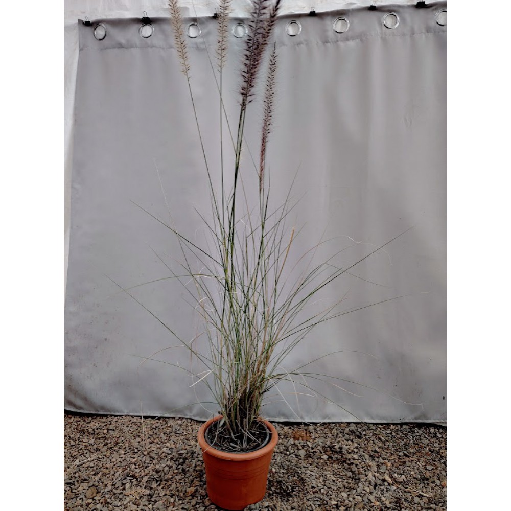 Πενισεντουμ (Pennisetum setaceum) Φυτά για παραθαλάσσιες περιοχές 