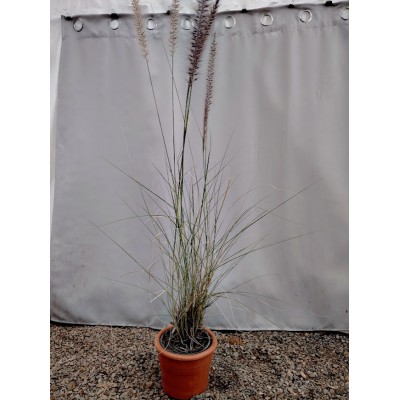 Πενισεντουμ (Pennisetum setaceum)