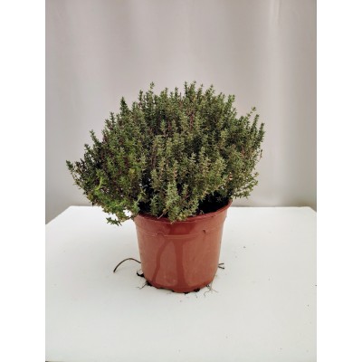 Θυμάρι ( thymus vulgaris) 2 λίτρα 