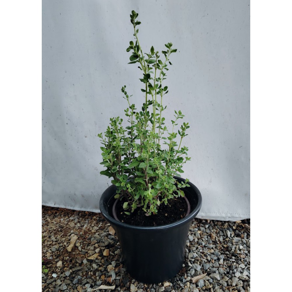 Ματζουρ΄άνα