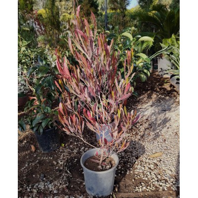 Δωδωναία (Dodonera purpurea) 