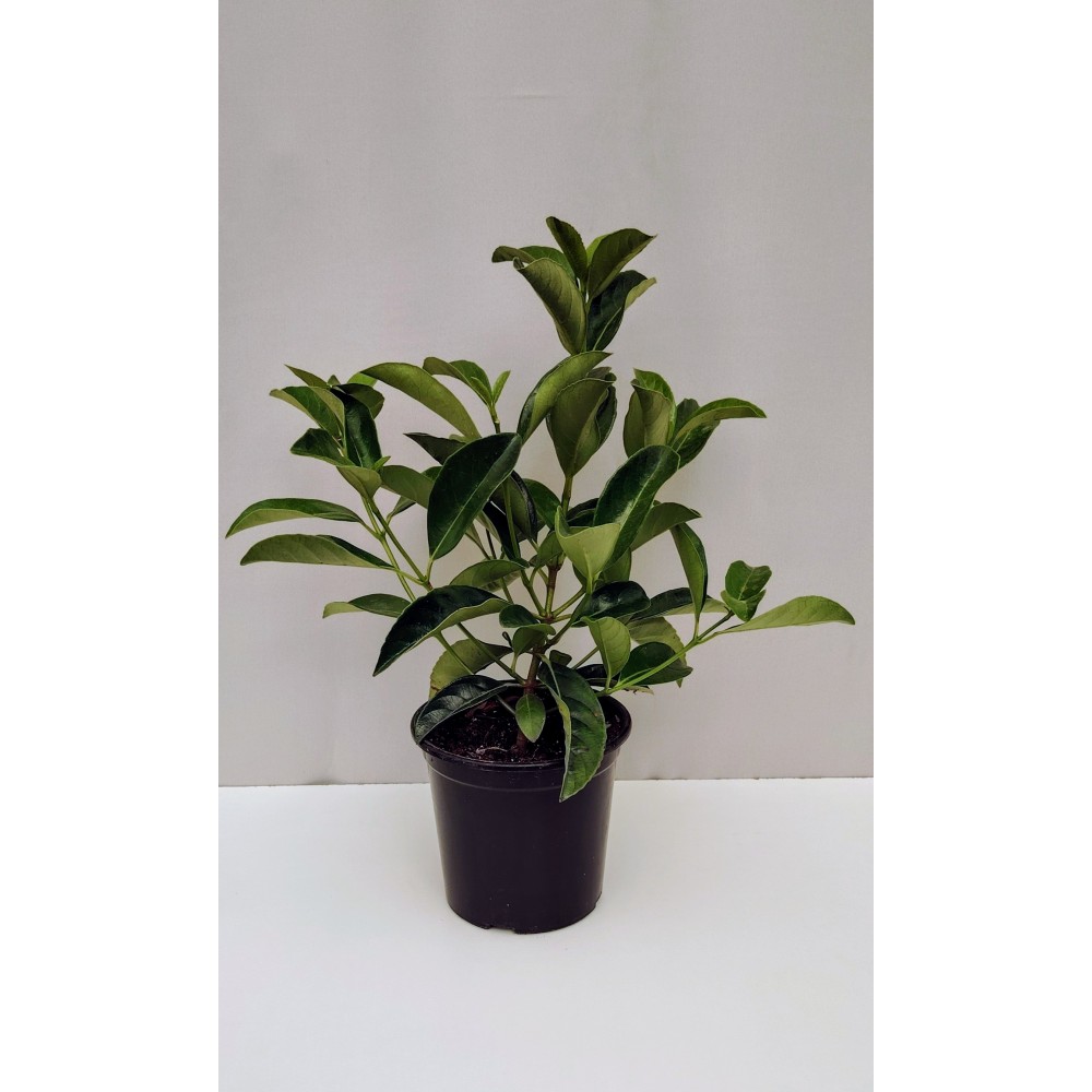 Λουσίντουμ 