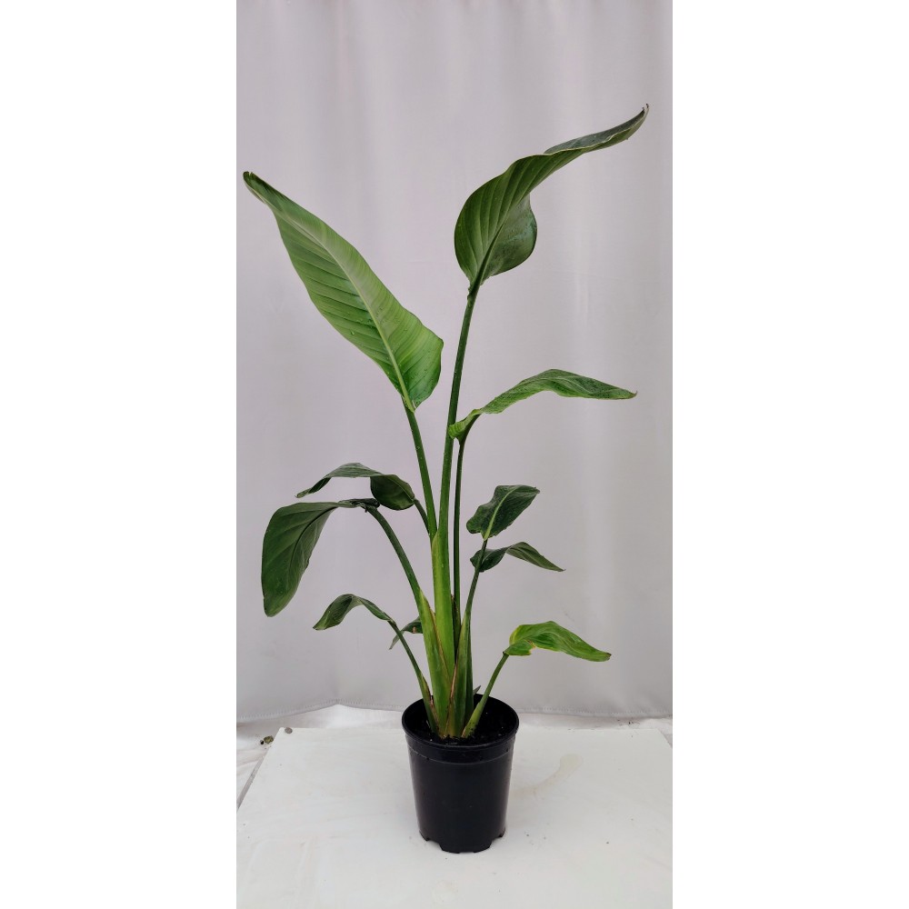 Στερλιτσια Νικολάι 60 cm 