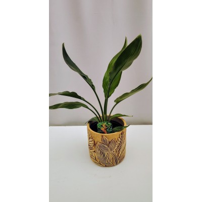 Στερλιτσια Ρεγγίνα 