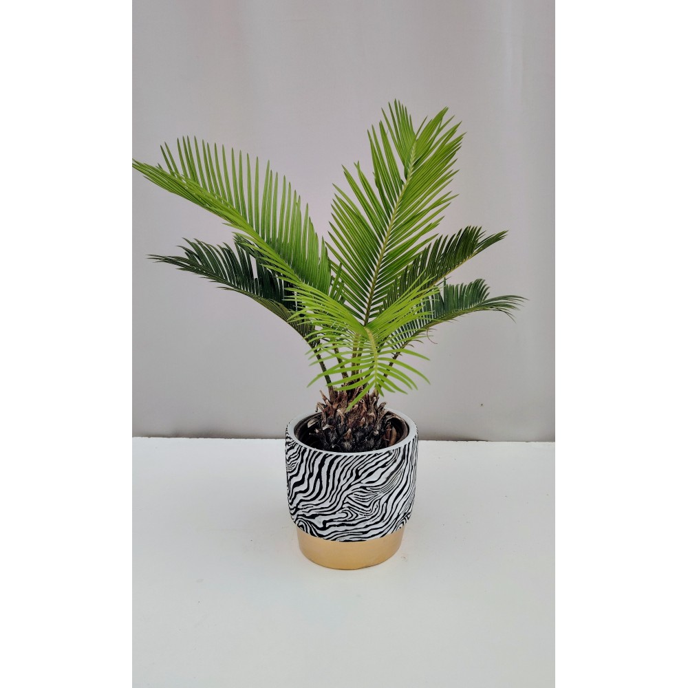 Τσίκας (cycas revolouta) 
