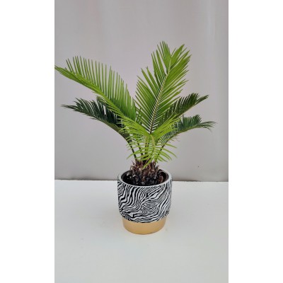 Τσίκας (cycas revolouta) 