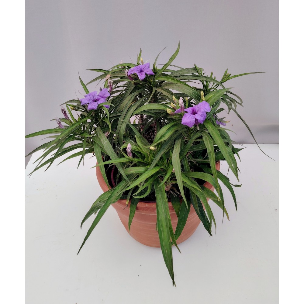 Ρουέλια νανα η μεξικάνικη πετούνια (μωβ 2 λίτρα)  