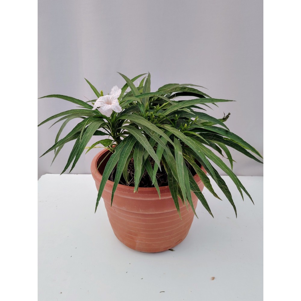 Ρουέλια νανα η αφρικανική πετούνια (λευκή 2 λίτρα)  