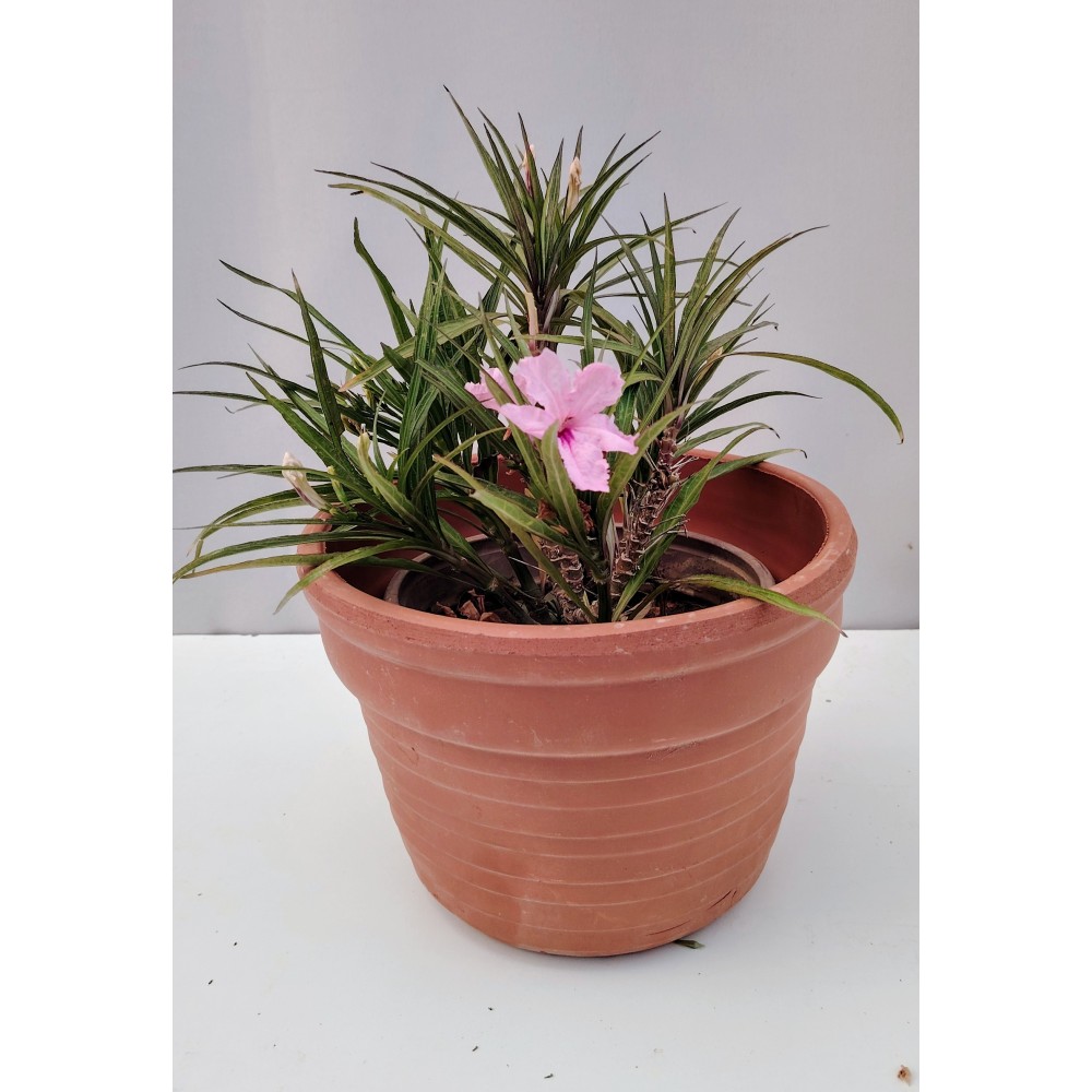 Ρουέλια νανα η αφρικανική πετούνια (ροζ 2 λίτρα)  