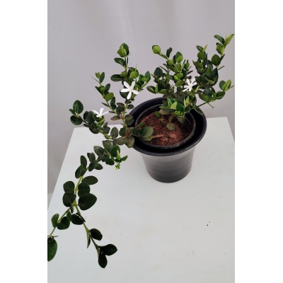 Καρισσα (Carissa macrocarpa)