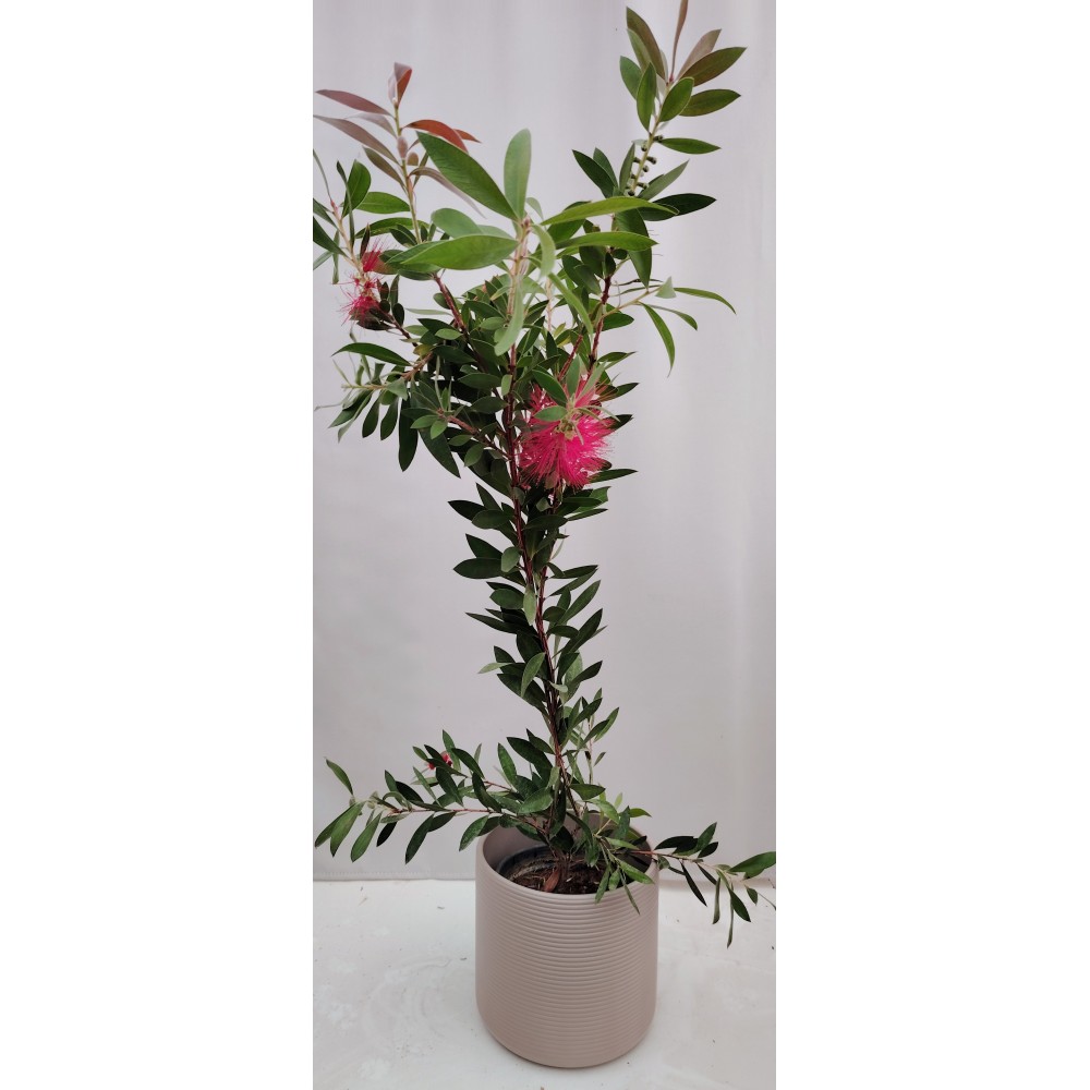 Καλλιστημονας (Callistemon citrinus) 2 λίτρα 