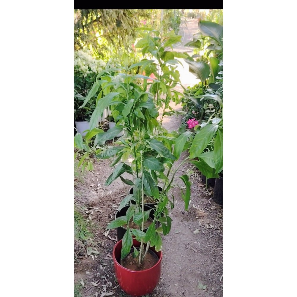 Νυχτολούλουδο (Cestrum nocturnum) 2 λιτρα