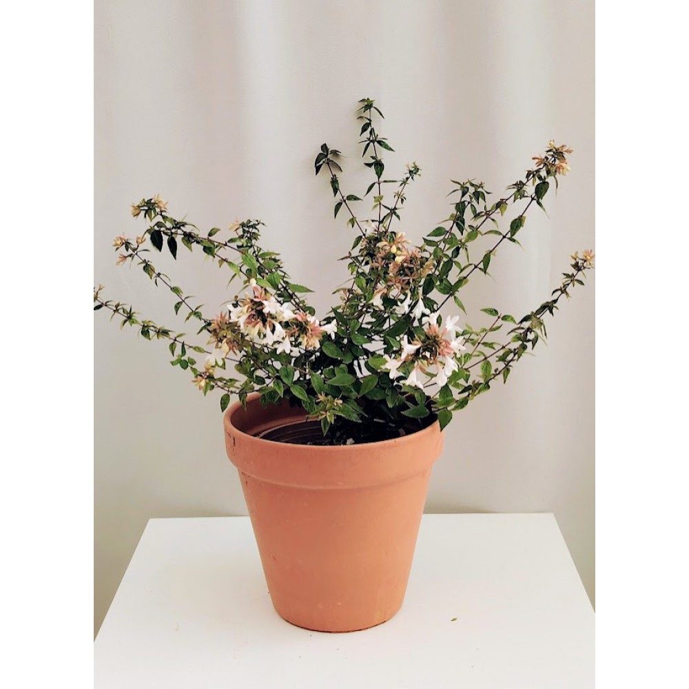 Αμπέλια Abelia grandiflora 