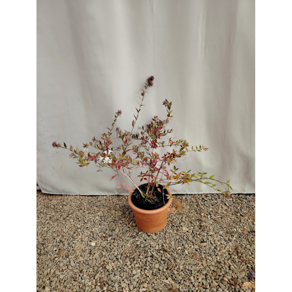 Αμπέλια Abelia grandiflora  Θάμνοι