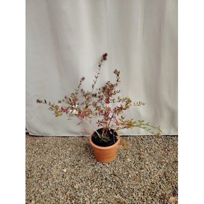 Αμπέλια Abelia grandiflora 