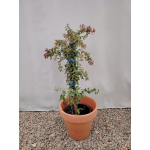 Αμπέλια ροζ Abelia grandiflora 2 λίτρα  Θάμνοι