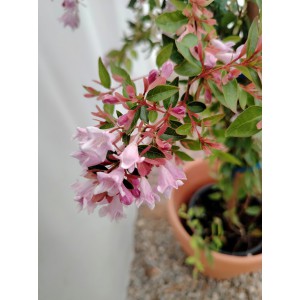 Αμπέλια ροζ Abelia grandiflora 2 λίτρα  Θάμνοι