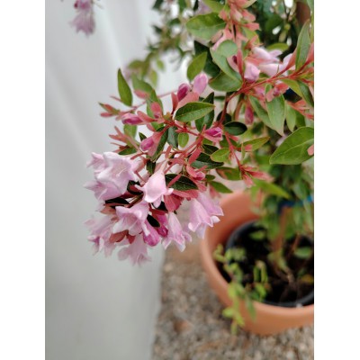 Αμπέλια ροζ Abelia grandiflora 2 λίτρα 