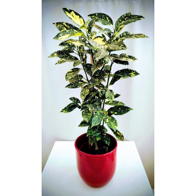 Αουκουμπα (aucuba japonica) 2 λίτρα 