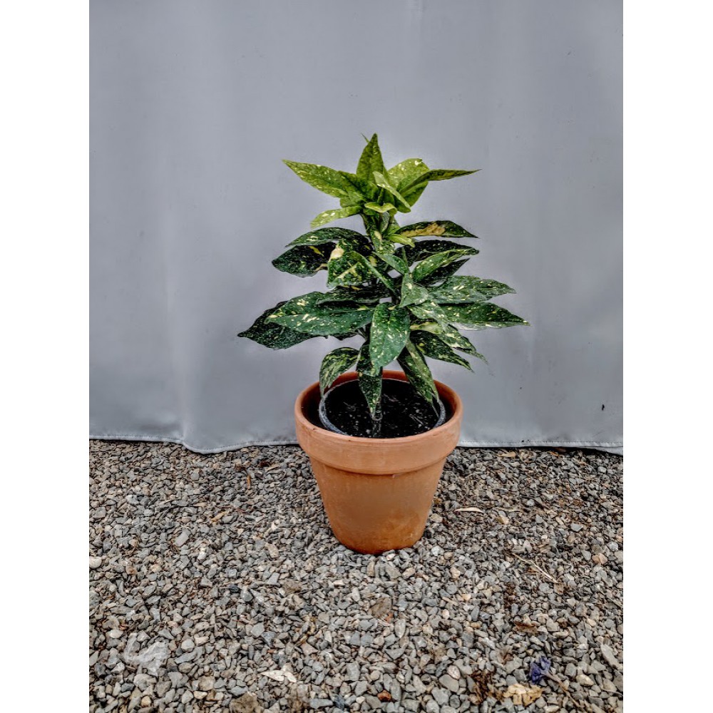 Αουκουμπα (aucuba japonica) 2 λίτρα  Επικοινωνήστε μαζί μας