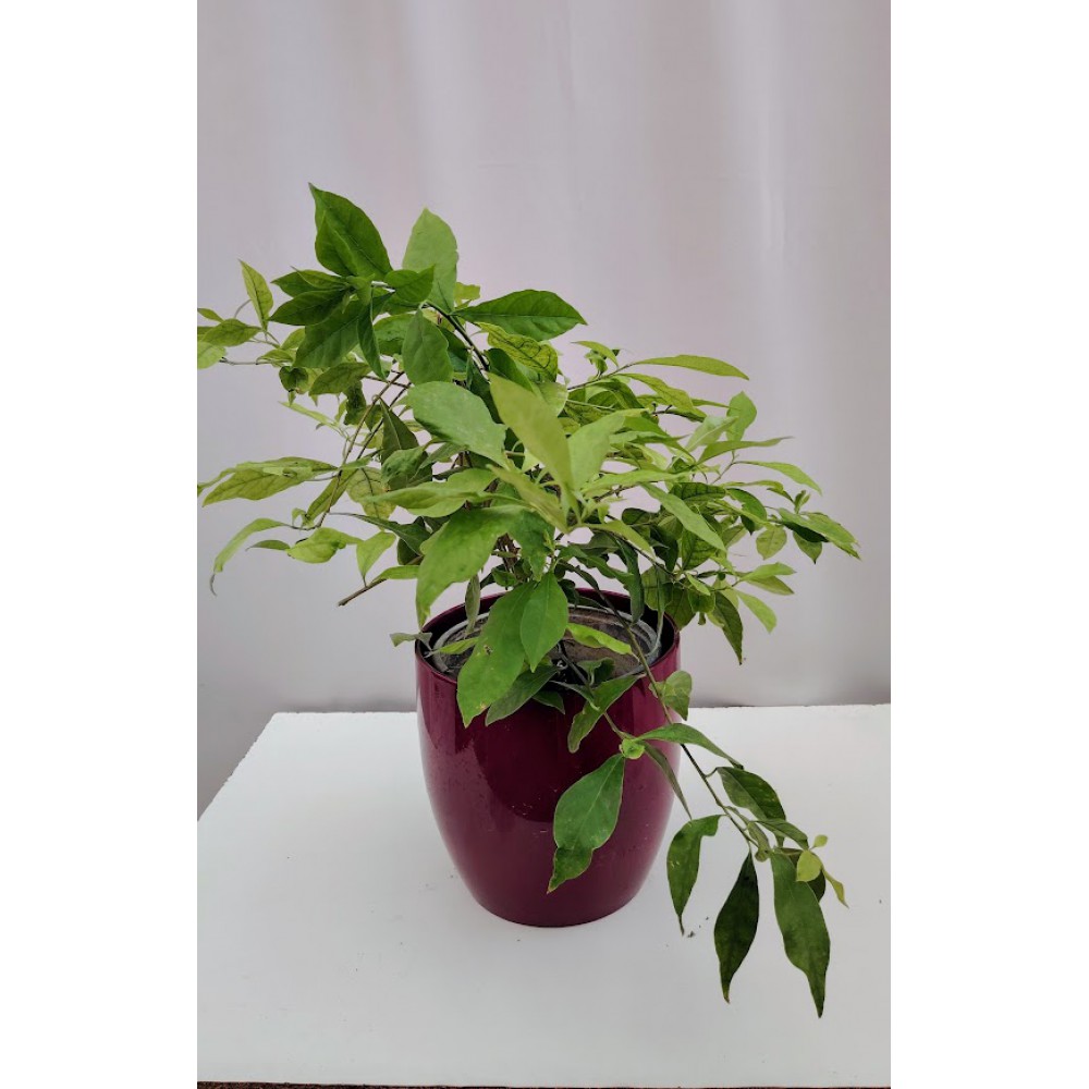 Χθες σήμερα αύριο ( Brunfelsia)