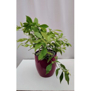 Χθες σήμερα αύριο ( Brunfelsia)