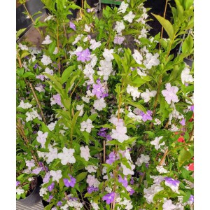 Χθες σήμερα αύριο ( Brunfelsia)