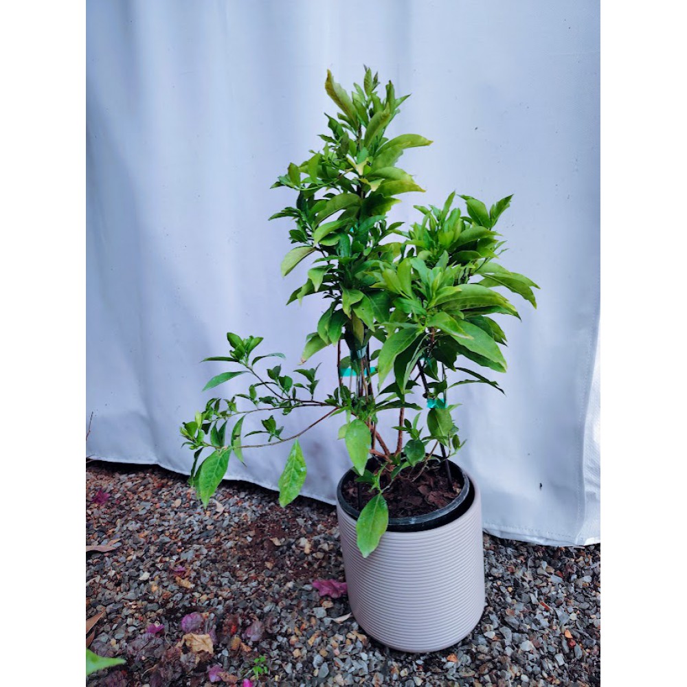 Χθες σήμερα αύριο ( Brunfelsia)