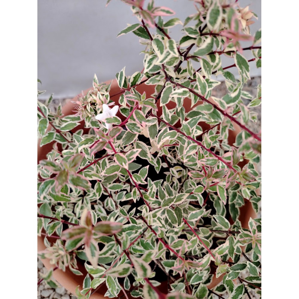 Αμπέλια δίχρωμη (Abelia × grandiflora 'Confetti') Θάμνοι