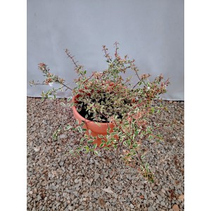 Αμπέλια δίχρωμη (Abelia × grandiflora 'Confetti') Θάμνοι
