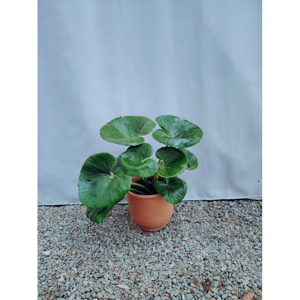 Farfugium japonicum (καμηλοπατημα)