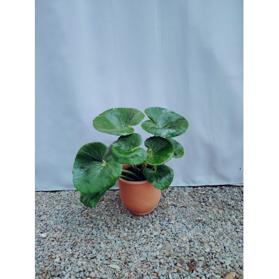 Farfugium japonicum (καμηλοπατημα)