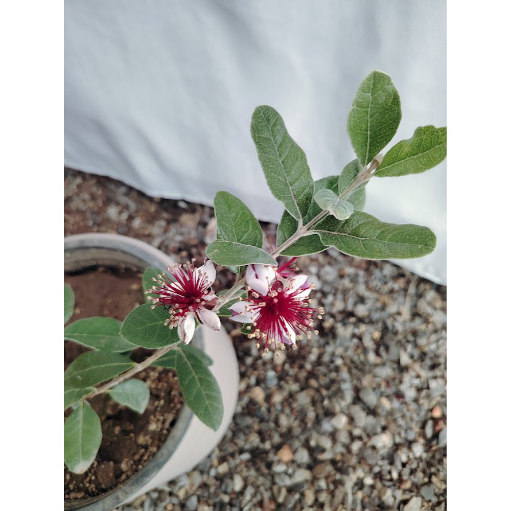 Φεϊζόα (Feijoa sellowiana)