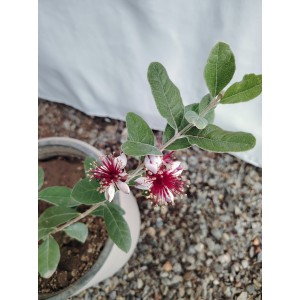 Φεϊζόα (Feijoa sellowiana)