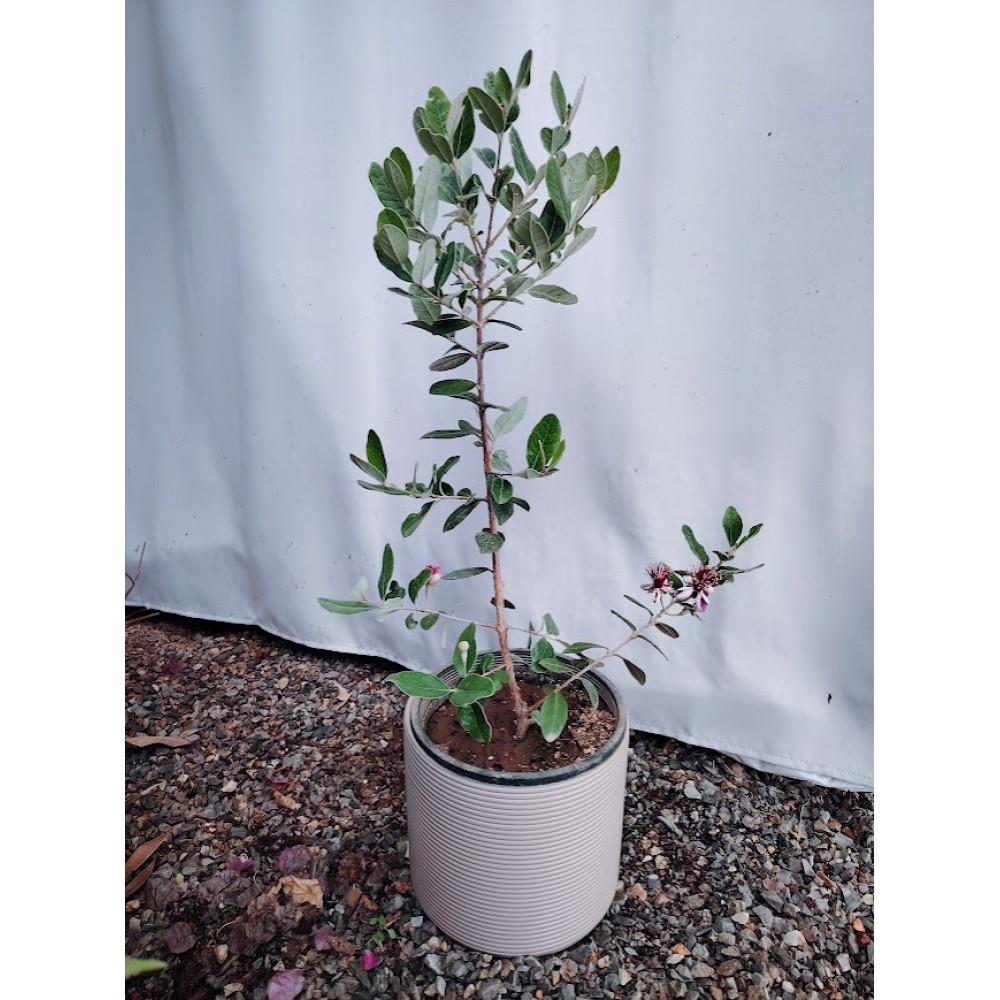 Φεϊζόα (Feijoa sellowiana)