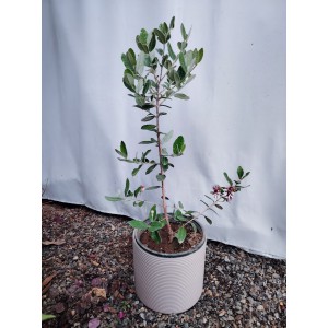 Φεϊζόα (Feijoa sellowiana)