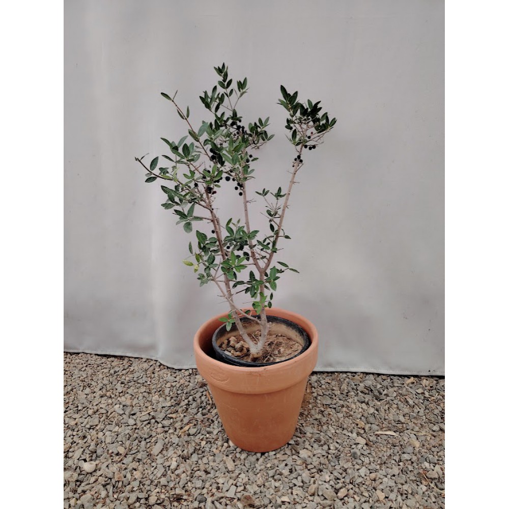 Φιλυρεα η Φιλλίκι Phillyrea angustifolia Θάμνοι