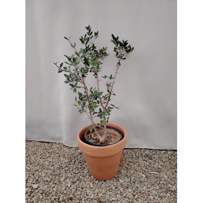 Φιλυρεα η Φιλλίκι Phillyrea angustifolia