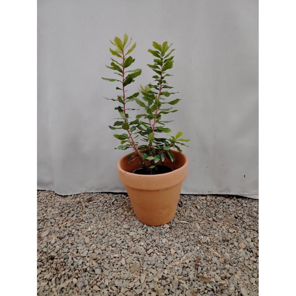 Κουμαριά (Arbutus unedo) Θάμνοι