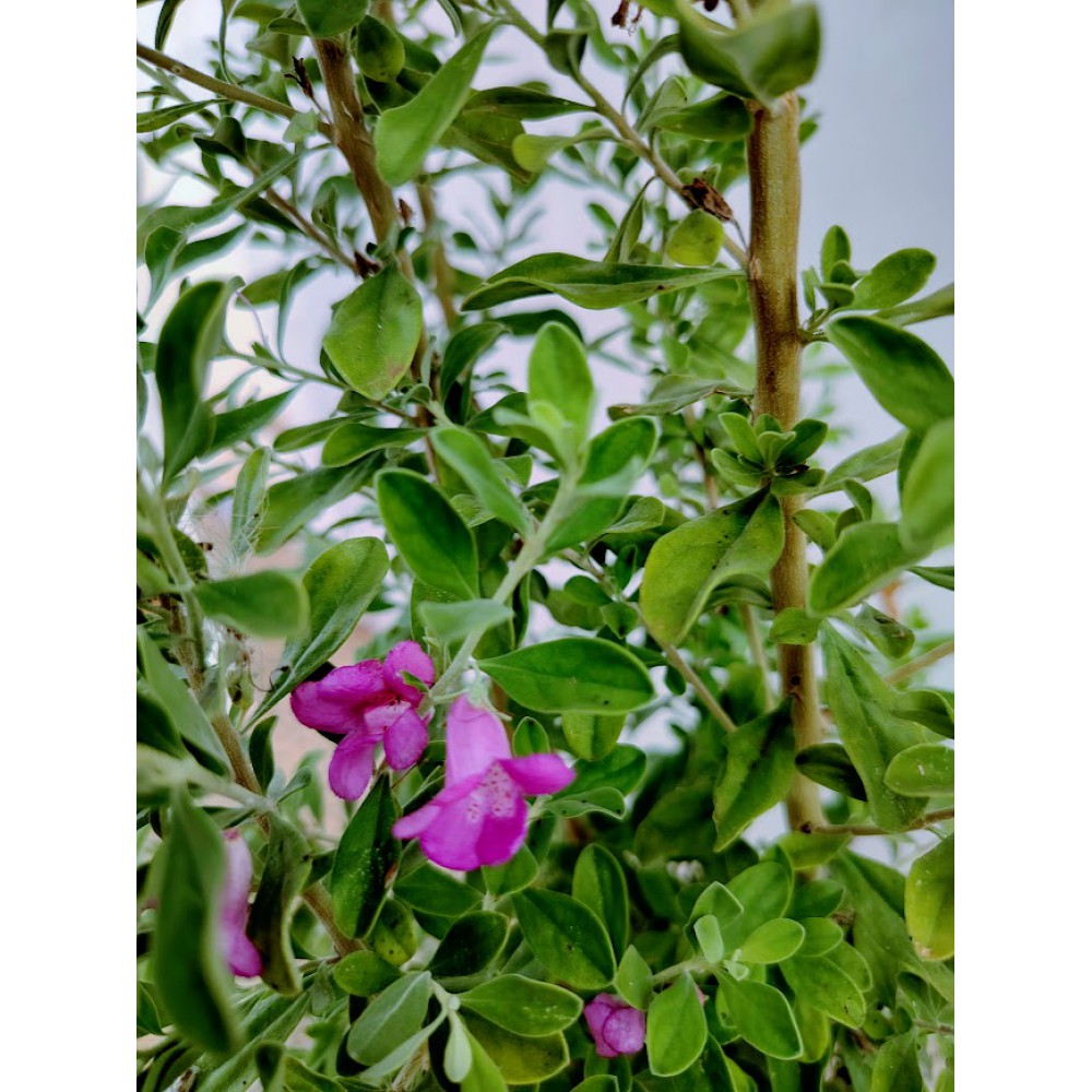Λευκόφυλλο (Leucophyllum frutescens)   Θάμνοι