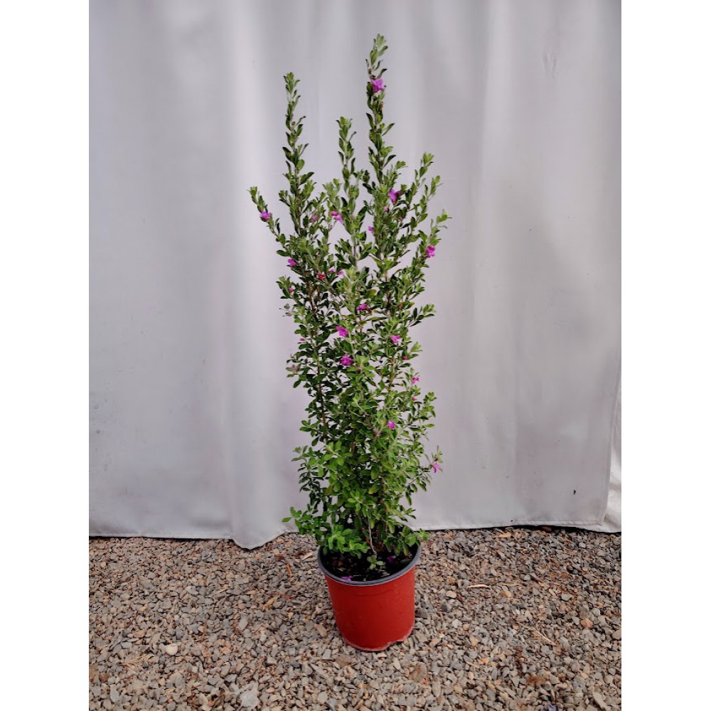 Λευκόφυλλο (Leucophyllum frutescens)   Θάμνοι