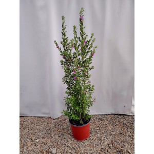 Λευκόφυλλο (Leucophyllum frutescens)   Θάμνοι