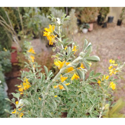 Μηδικη ( Medicago arborea)