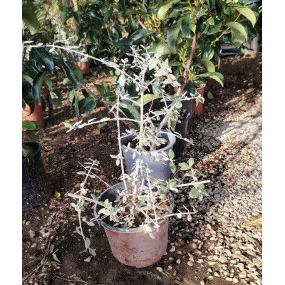 Τεύκριο teucrium fruticans