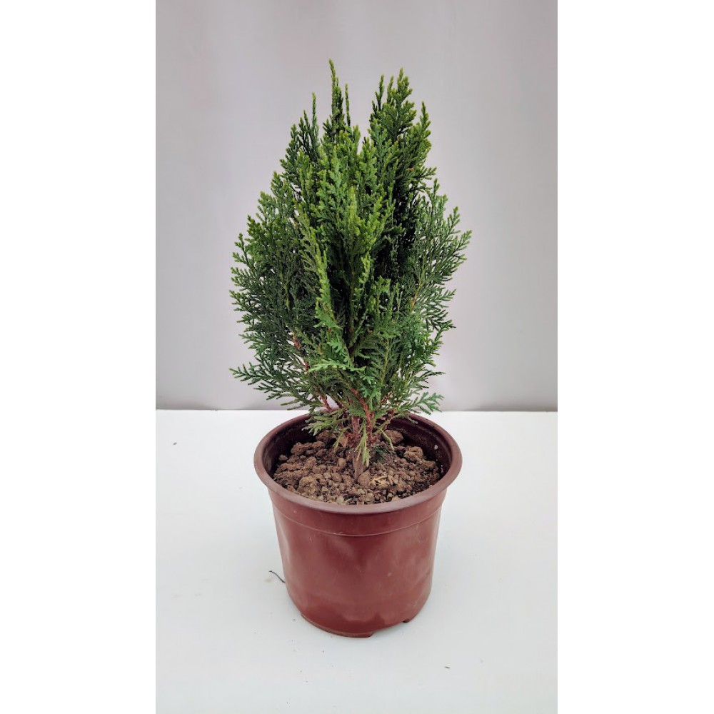 Τουγια 2 λιτρα