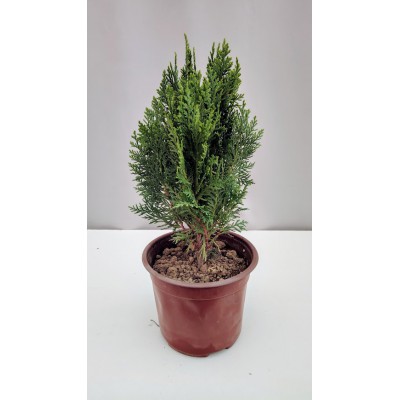 Τουγια 2 λιτρα