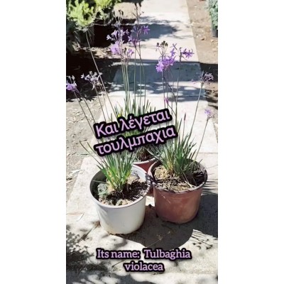 Τουλμπαχια (Tulbaghia violacae) 